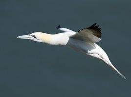Gannet-(34)_1
