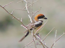 Woodchat shrike