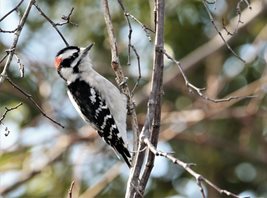 Woodpecker,-Downy-(1)