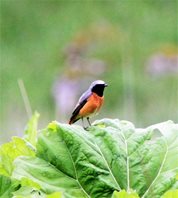 Redstart_1