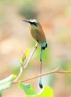 Turquoise-browed-Motmot-(2)