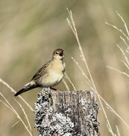 Warbler,-Grasshopper,