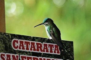 Green-crowned-Brilliant-Hummingbird-(3)