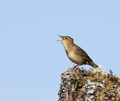 Warbler,-Grasshopper
