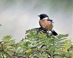 Stonechat_1