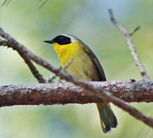 Common-yellowthroat-(4)