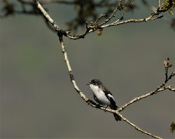 Pied Flycatcher