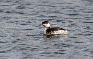 Slavonian Grebe