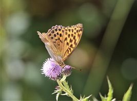 Silver-washed-Fritilliary-(4)