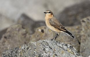 Wheatear