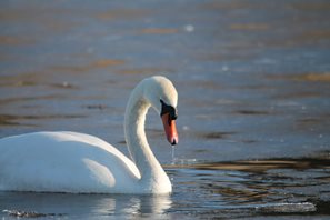 Mute-Swan