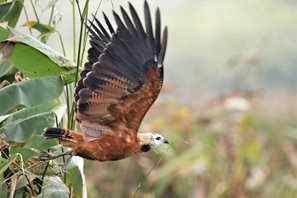 Black-collared-Hawk-(3)