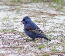 Blue-grosbeak-(15)