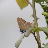 Black-Hairstreak-(4)