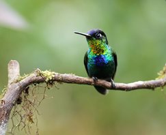 Fiery-throated-Hummingbird-(4)