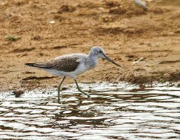 Greenshank