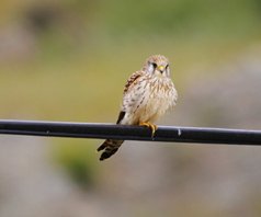 Lesser kestrel (female)