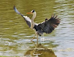 Grey Heron