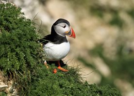 Puffin