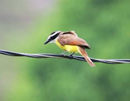 Kiskadee