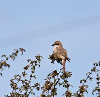 Red-tailed-Shrike-(3)