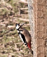 G S woodpecker