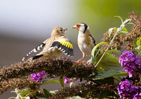 Goldfinch