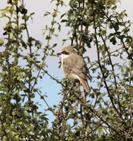 Red-tailed-Shrike-(6)