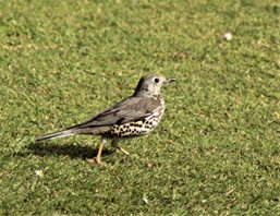 Mistle-Thrush