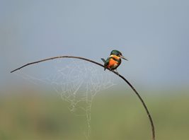 American-Pygmy-Kingfisher-(3)