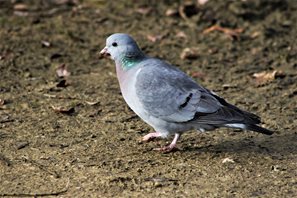 Stock Dove