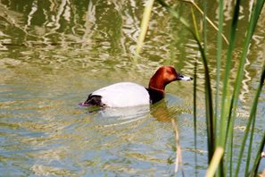 Pochard