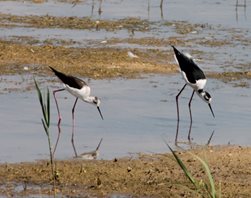 Black winged Stilts