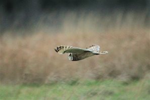 shorteared owl