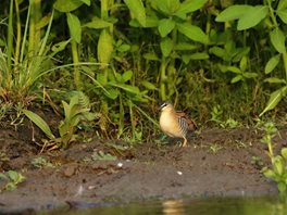 Yellow-breasted-Crake-(1)