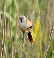 Bearded-tit-(13)
