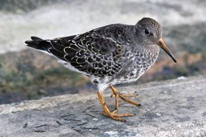 purple Sandpiper,