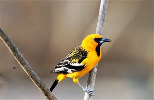 Streak-backed-Oriole-(3)