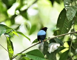 Long-tailed-Manakin-(1)