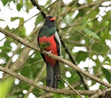 Slaty-tailed-trogan-(2)