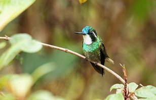 White-throated-Mountain-gem-(1)