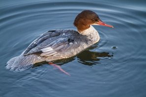 goosander