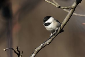 Chickadee,-Black-capped