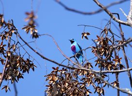 Turquoise-Cotinga