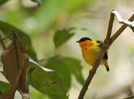 Orange-collared-Manakin-(3)