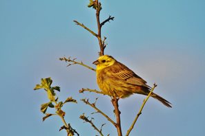 Yellowhammer