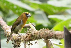 Prong-billed-Barbet-(1)