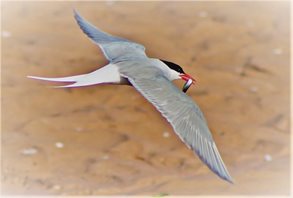 Arctic-Tern-(1)
