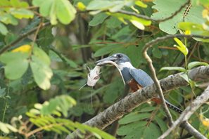 Ringed-Kingfisher