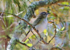 Redeyed-vireo-(4)